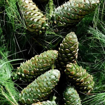 陕西华山松松果，