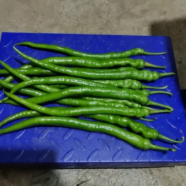 贵州8号线椒