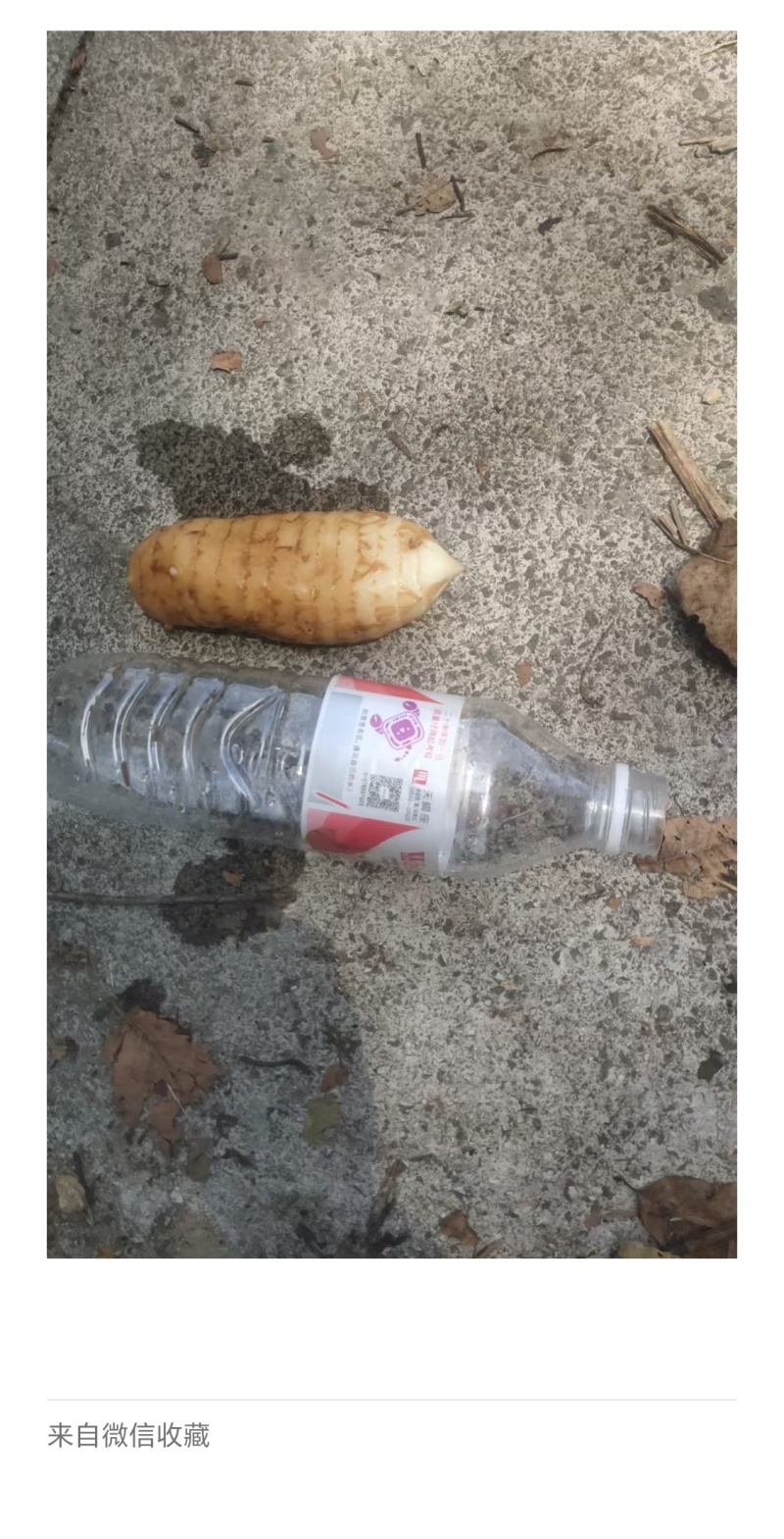 贵州余庆狮山新鲜天麻