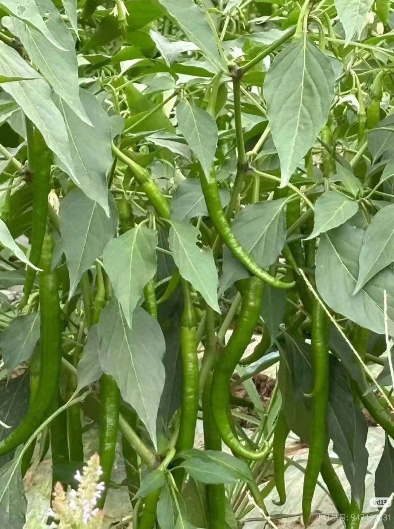 青、红辣椒（种植大量有本地二荆条，厚皮辣椒）