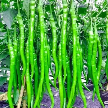青、红辣椒（种植大量有本地二荆条，厚皮辣椒）