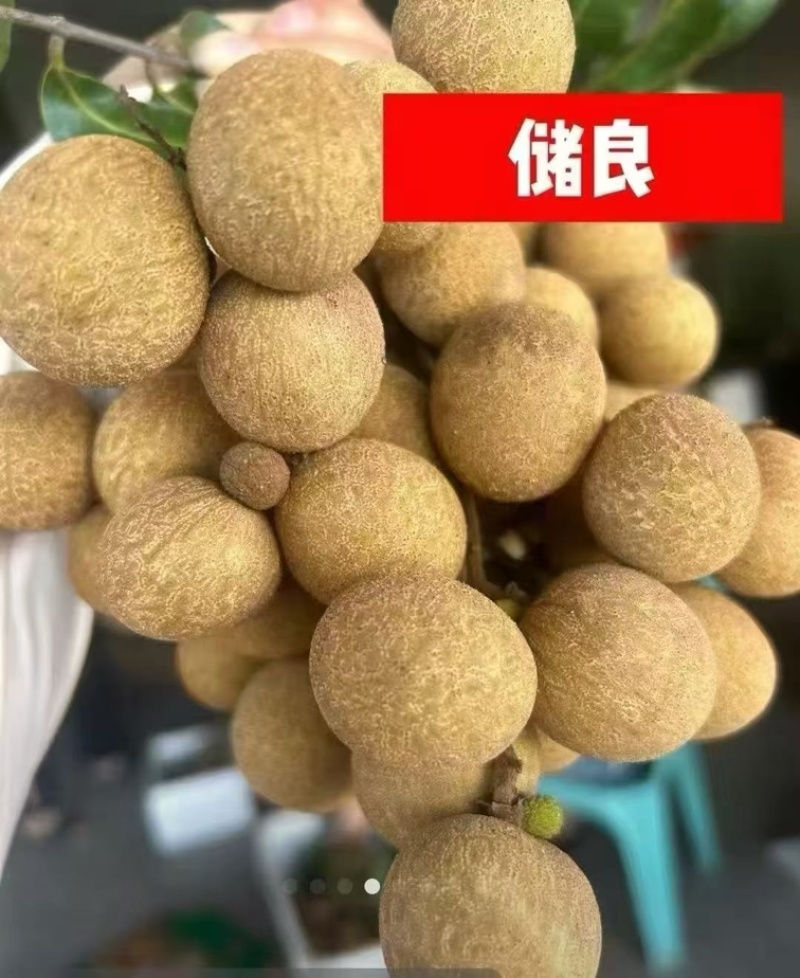 高州储良龙眼