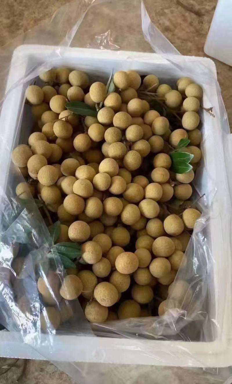 高州储良龙眼