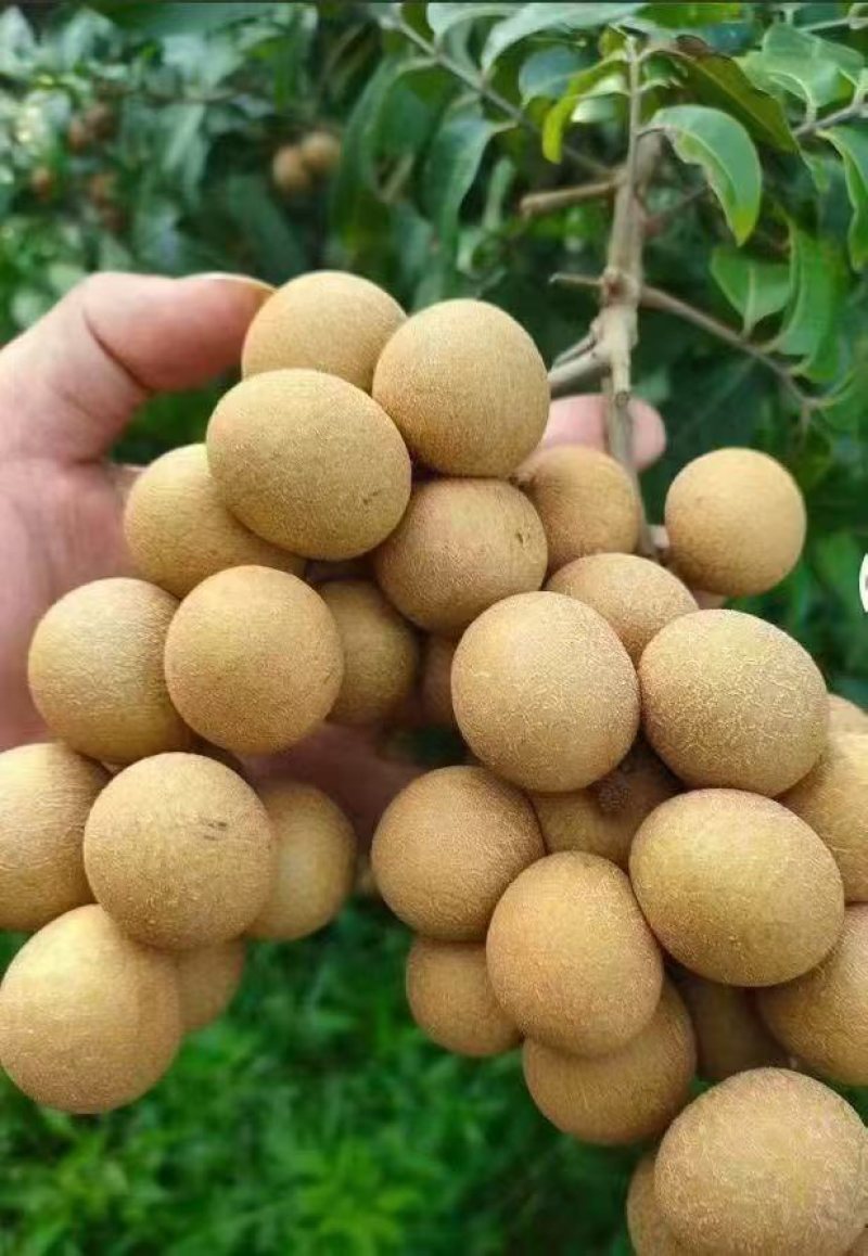 高州储良龙眼