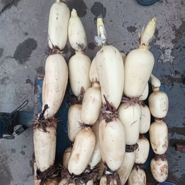 山东鱼台当季莲藕或冬季莲藕