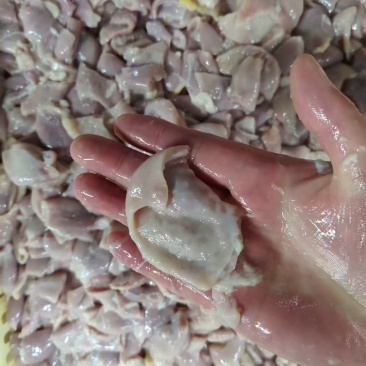 抛开鸡小肚20吨