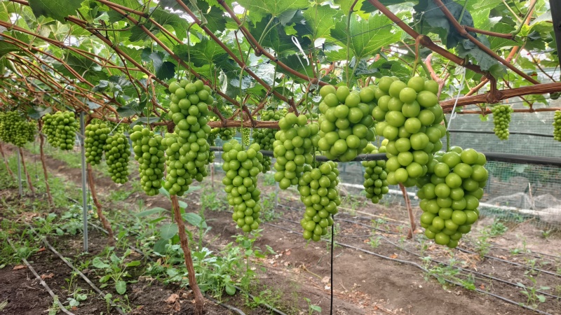 西昌月华阳光玫瑰