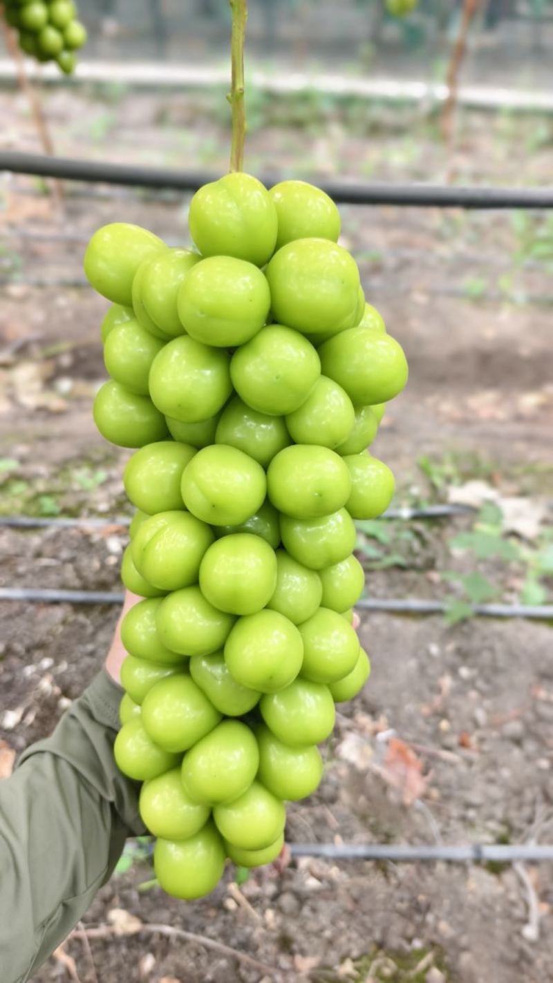 凉山西昌阳光玫瑰