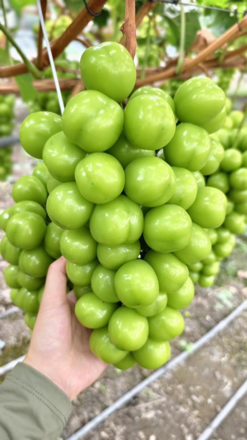 凉山西昌阳光玫瑰