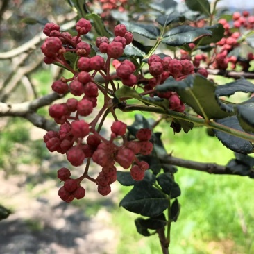 花椒
