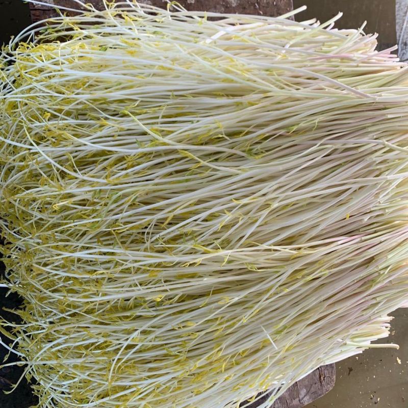 常州溧阳白芹