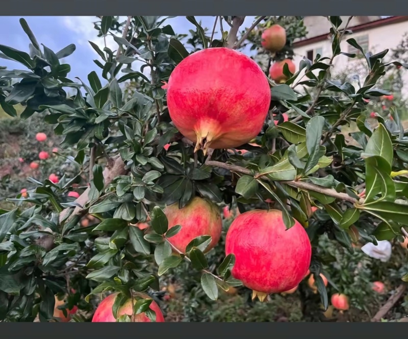 会理市突尼斯软籽石榴