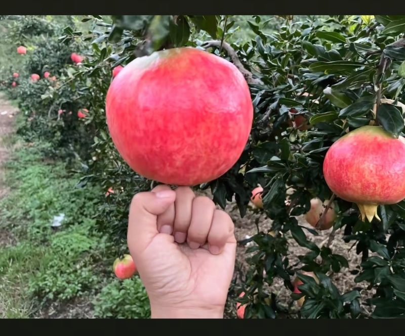 会理市突尼斯软籽石榴