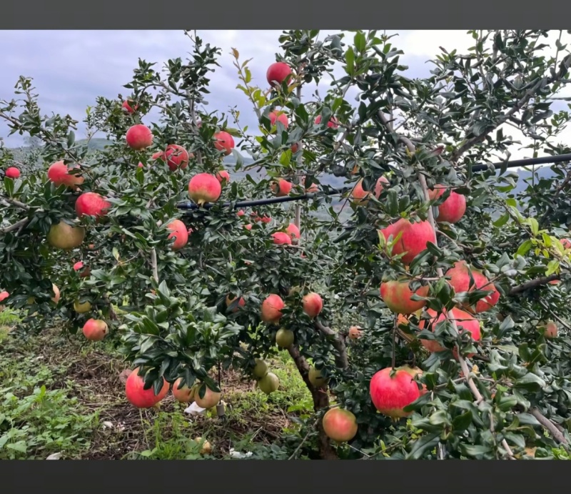 会理市突尼斯软籽石榴