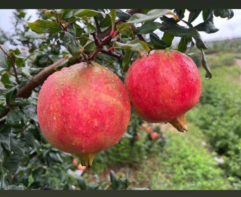 会理市突尼斯软籽石榴