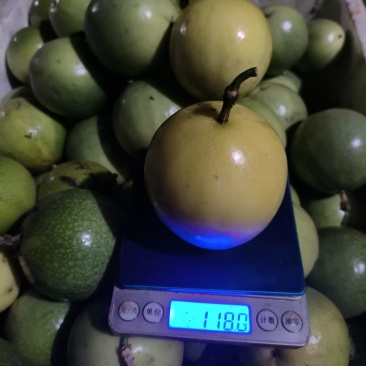 金平钦密9号百香果