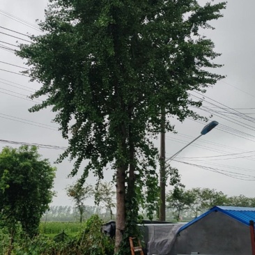 银杏树