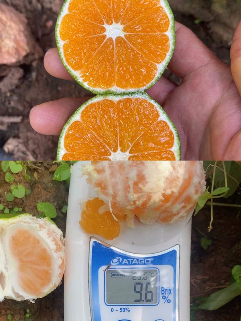 云南高原蜜橘