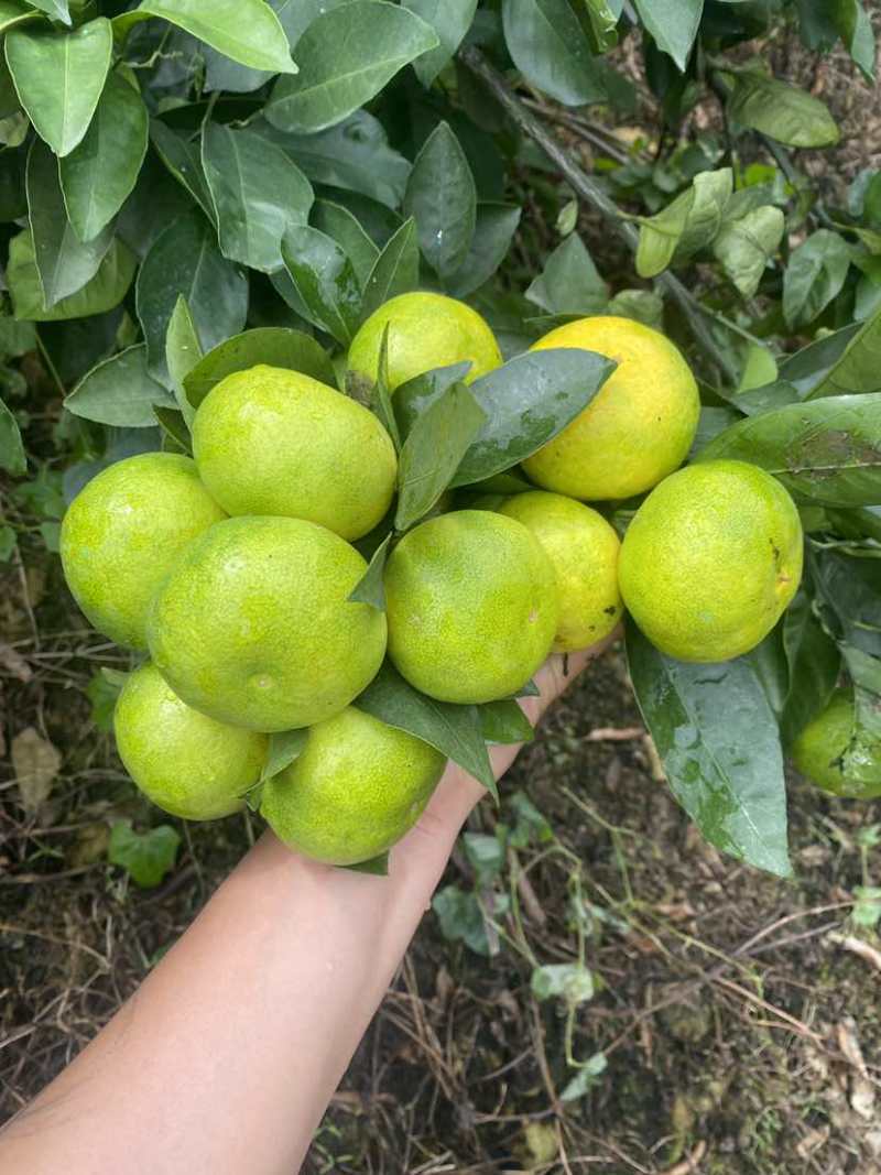 云南高原蜜橘