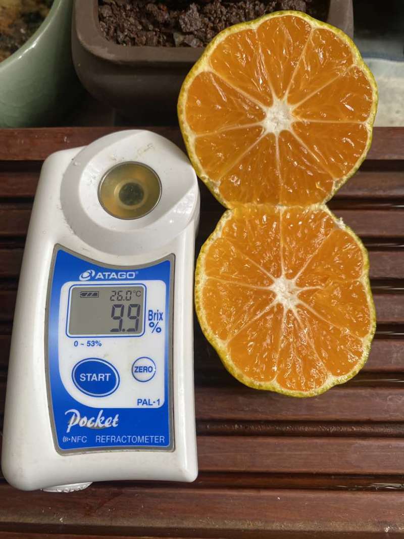 云南高原蜜橘