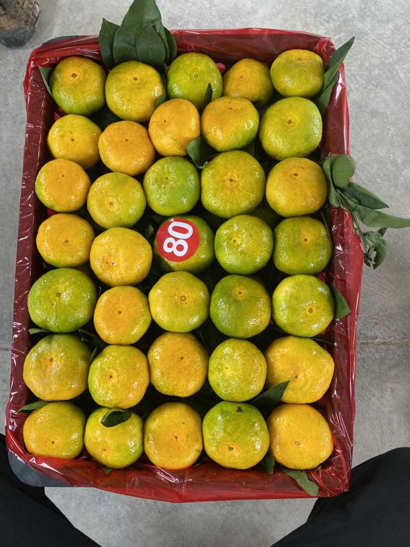 云南高原蜜橘