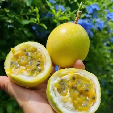 大量新鲜百香果待售按需称重
