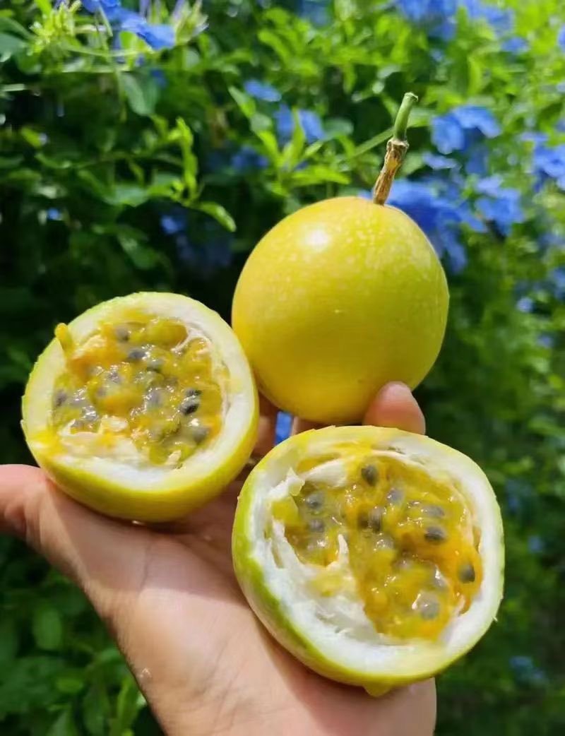 大量新鲜百香果待售按需称重