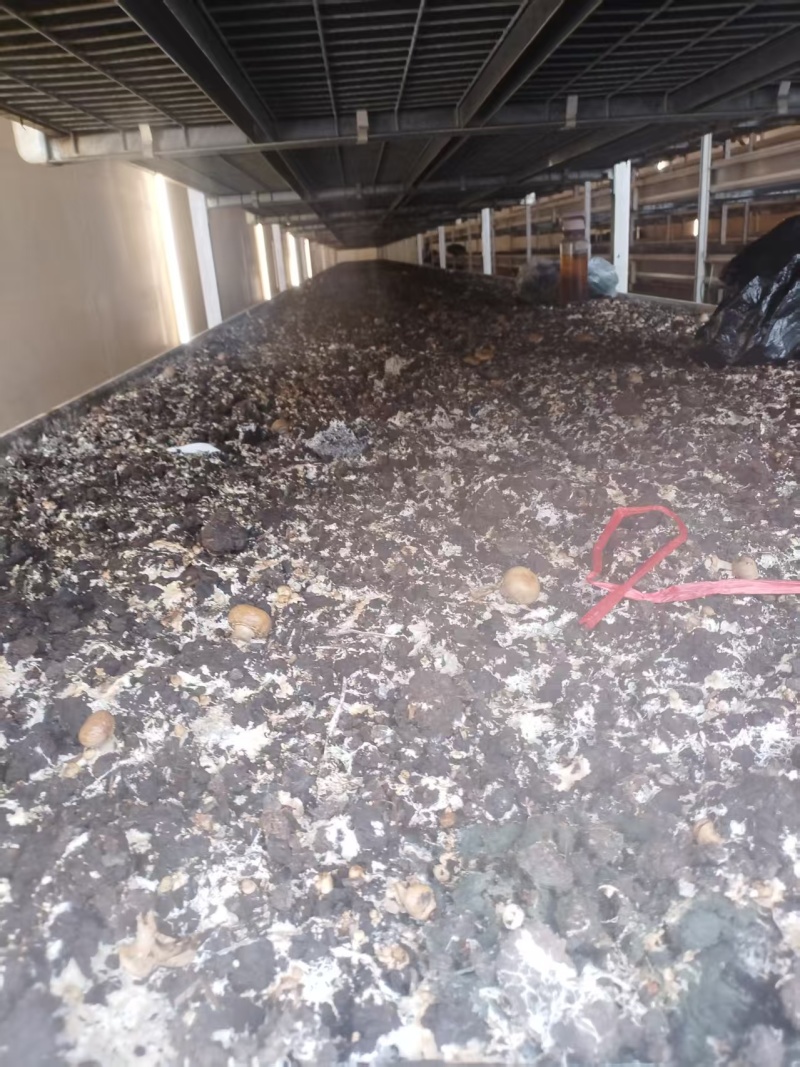 双孢菇工厂化生产基地，出售双孢菇长期稳定有货，价格美丽！