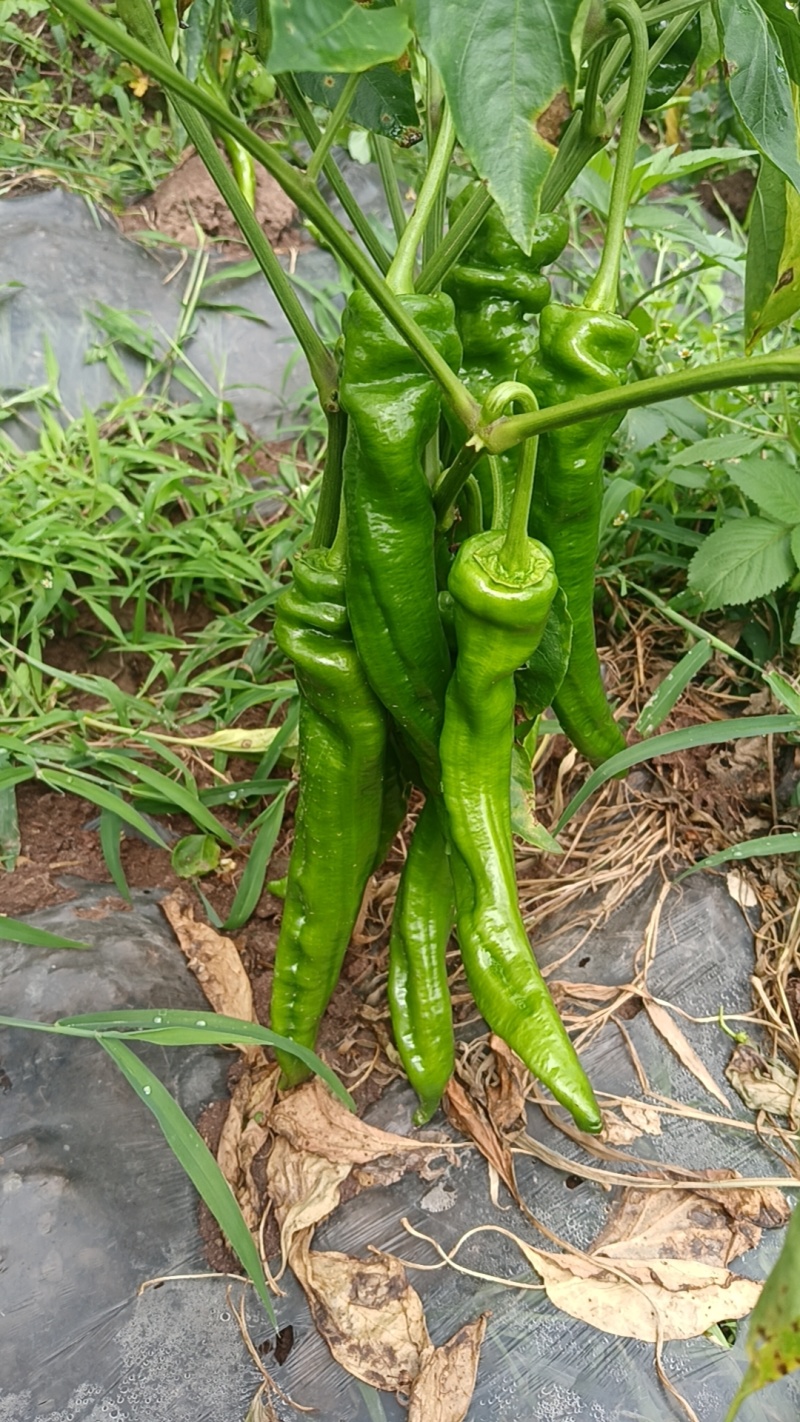 需要螺丝椒和陇椒老板联系
