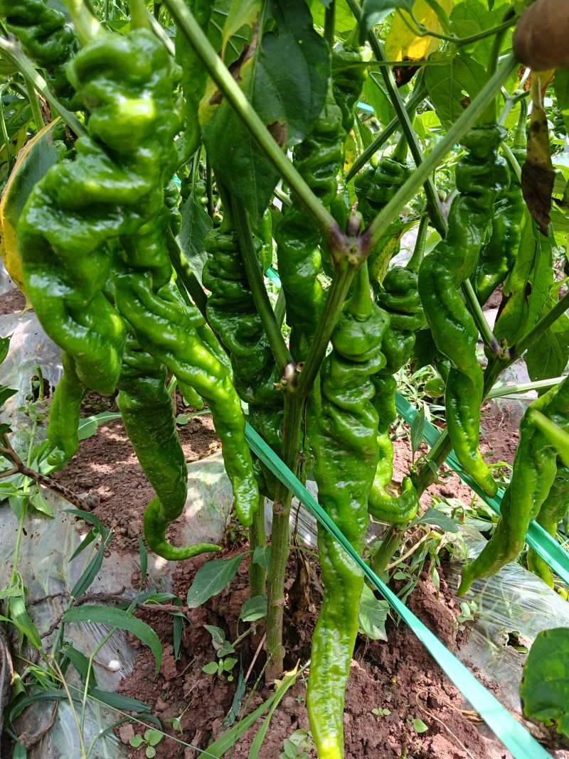 需要螺丝椒和陇椒老板联系