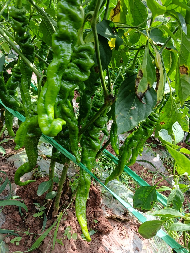 需要螺丝椒和陇椒老板联系