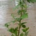 野菊花
