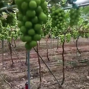 澧县阳光玫瑰