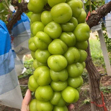 阳光玫瑰
