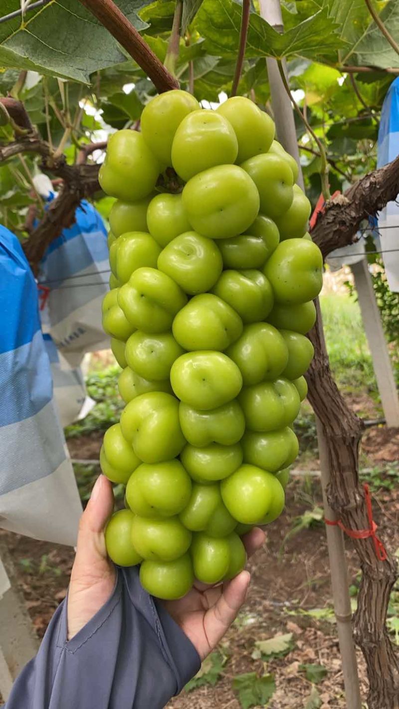 阳光玫瑰