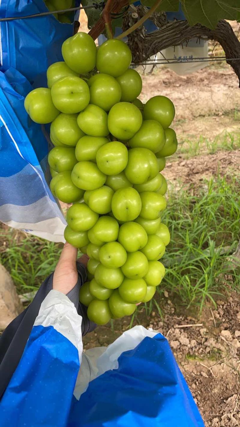 阳光玫瑰