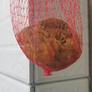 鸡宝