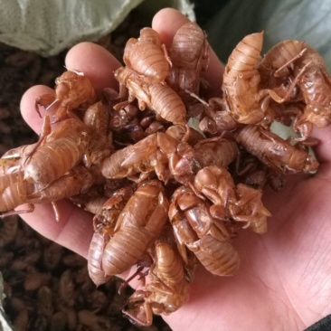 蚕蜕，蚕壳，蚕衣，蚱蟟皮