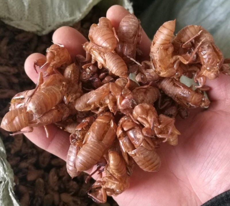 蚕蜕，蚕壳，蚕衣，蚱蟟皮