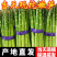 一手货源地里现摘芦笋