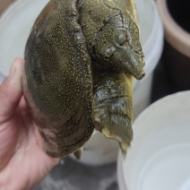 自抓现货不多老板抓紧下单