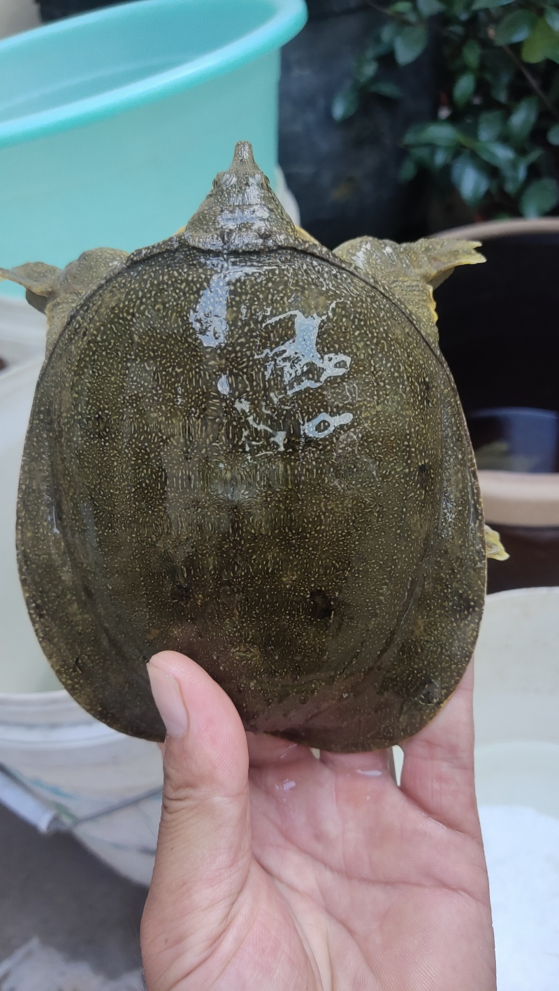 自抓现货不多老板抓紧下单