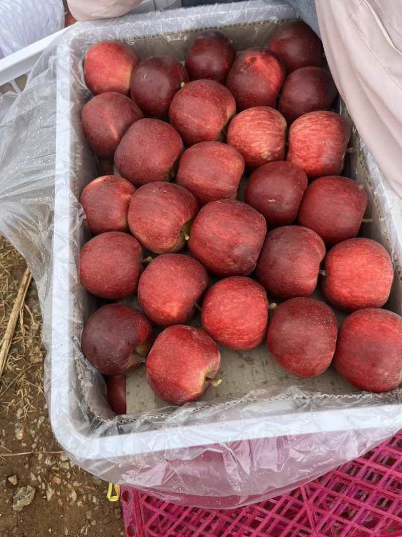 盐源丑苹果