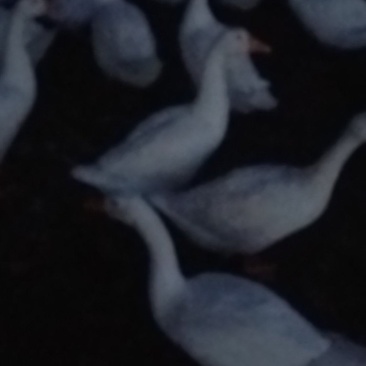 大鹅