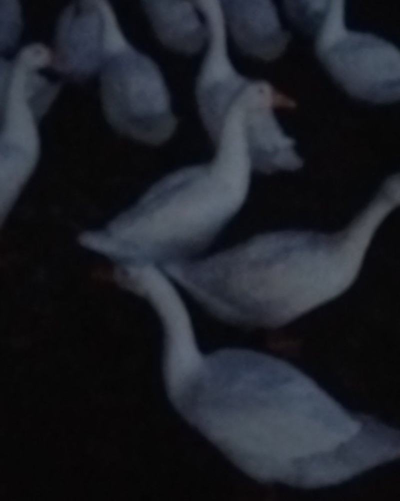 大鹅