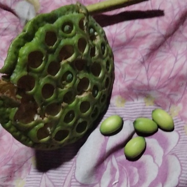 莲蓬