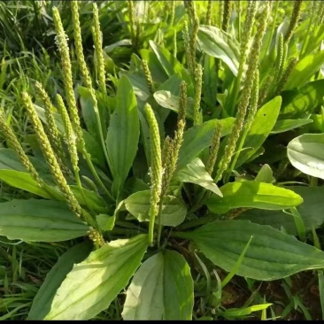 车前草