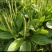 车前草