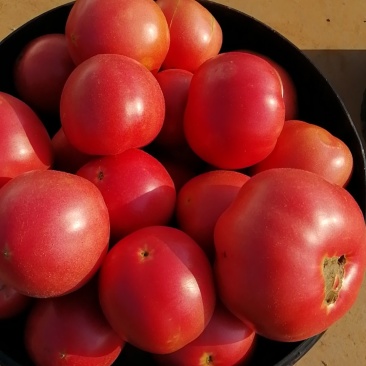 山西省运城市闻喜县西红柿🍅