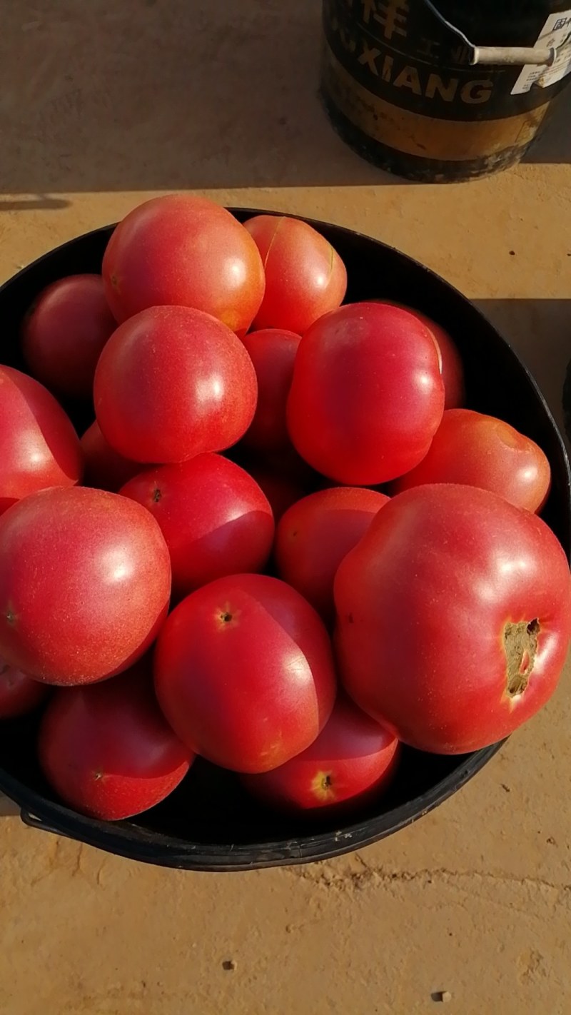 山西省运城市闻喜县西红柿🍅